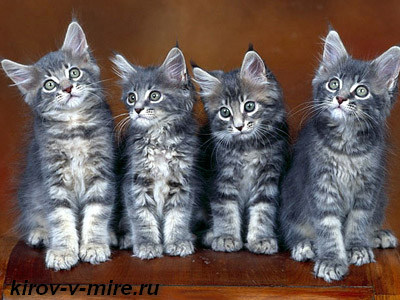 выставка кошек в Кирове