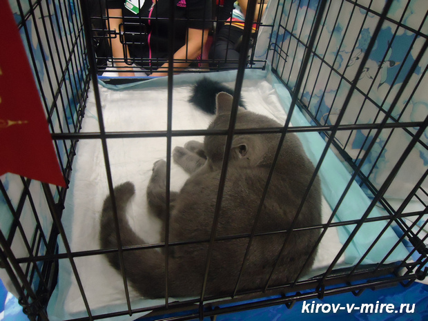Выставка кошек в Кирове