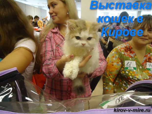 Выставка кошек в Кирове